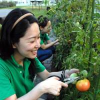 Store grown: An employee at a Matsuya Co. department store picks up a tomato grown on its roof Thursday in Tokyo\'s Ginza district. | YOSHIAKI MIURA PHOTOS