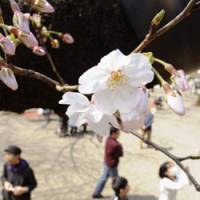 Party time: Cherry blossoms are shown opening on \"someiyoshino\" trees in Tokyo\'s Yasukuni Shrine on Saturday. | KYODO PHOTO
