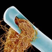 A haystack in a needle: Magnified 25 times by a scanning electron microscope, the spaghettilike fibers of a cotton string clump in the eye of a needle. | COURTESY OF SUSUMU NISHINAGA