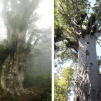 Counterparts: The Jomon Sugi cedar (left) on Yaku Island and the Tane Mahuta, a kauri tree in New Zealand, have been dubbed \"sister trees.\" | KYODO PHOTO