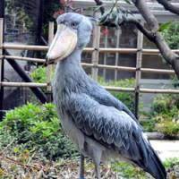 Special attraction: A shoebill stork stands in its pen at Ueno Zoological Gardens in Taito Ward, Tokyo, last month. | SATOKO KAWASAKI PHOTO