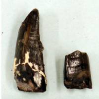 Making an impression: The fossilized teeth of a dinosaur believed to have been an early predecessor of the tyrannosaurus have been found in Tamba, Hyogo Prefecture. | MUSEUM OF NATURE AND HUMAN ACTIVITIES, HYOGO/KYODO PHOTO