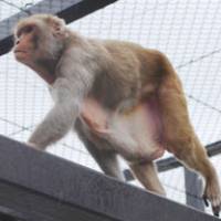No more snacks: One of a troupe of overweight rhesus monkeys at Ohama Park in Sakai, Osaka Prefecture, walks inside its cage Tuesday after a tight diet helped trim their fat. | KYODO PHOTO