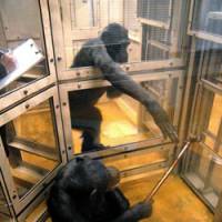 Selfless act: One chimpanzee offers another a tool that is needed to reach a drink. | COURTESY OF PRIMATE RESEARCH INSTITUTE AT KYOTO UNIVERSITY