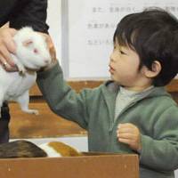 Mouse-keteer: Prince Hisahito, 3, third in line to the Chrysanthemum Throne behind Crown Prince Naruhito and Prince Akishino, pets a guinea pig at Ueno Zoo in Tokyo in October. | KYODO PHOTO