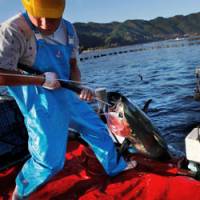 Catch of the day: An employee lifts a tuna onto a boat at the Maruha Nichiro Holdings tuna farm in Kumano, Mie Prefecture, on Nov. 4. | AP PHOTO