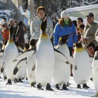 Aerobic alternative: Penguins are led on a march Friday around Asahiyama Zoological Park in Asahikawa, Hokkaido, to get exercise because their pool is too cold to swim in. | KYODO PHOTO