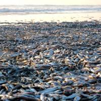 Beached: Thousands of dead anchovies litter a beach on the Kujukuri-hama coast of Chiba Prefecture Thursday. | KYODO PHOTO