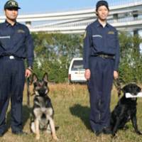 Dog-gone good: Veteran sniffer dog Daniel (right) and his successor, 2-year-old female German shepherd Amala, pause with their trainers during the Lab\'s retirement ceremony Thursday at Yokohama Customs. | KYODO PHOTO