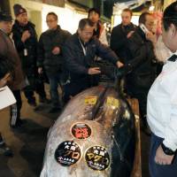 By the slice: Thursday\'s New Year auction at Tokyo\'s Tsukiji market saw this 269-kg tuna sell for a record-high 56 million. | KYODO PHOTO
