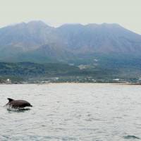 Ducking and diving: An Indo-Pacific bottlenose dolphin is seen in Kagoshima Bay last September, with Mount Sakurajima, an active volcano, in the background. | KAGOSHIMA CITY AQUARIUM / KYODO