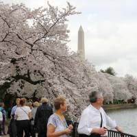Symbol of friendship: Cherry trees are in full bloom along the Tidal Basin in the center of Washington, D.C., last March. | KYODO