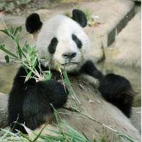 In the mood?: Giant panda Ri Ri holds bamboo Monday at Tokyo\'s Ueno Zoo. | UENO ZOO/KYODO