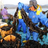 Taking control: Fishermen from Hamanto, a fishing company, harvest “wakame” seaweed off Ishinomaki, Miyagi Prefecture, on Feb. 28. Fishermen look to revamp industry