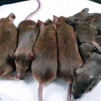 Chip off the old block: Cloned mice representing over 26 generations of a single mouse via a new cloning technique crowd together at the Riken Center for Developmental Biology in Kobe. | KYODO