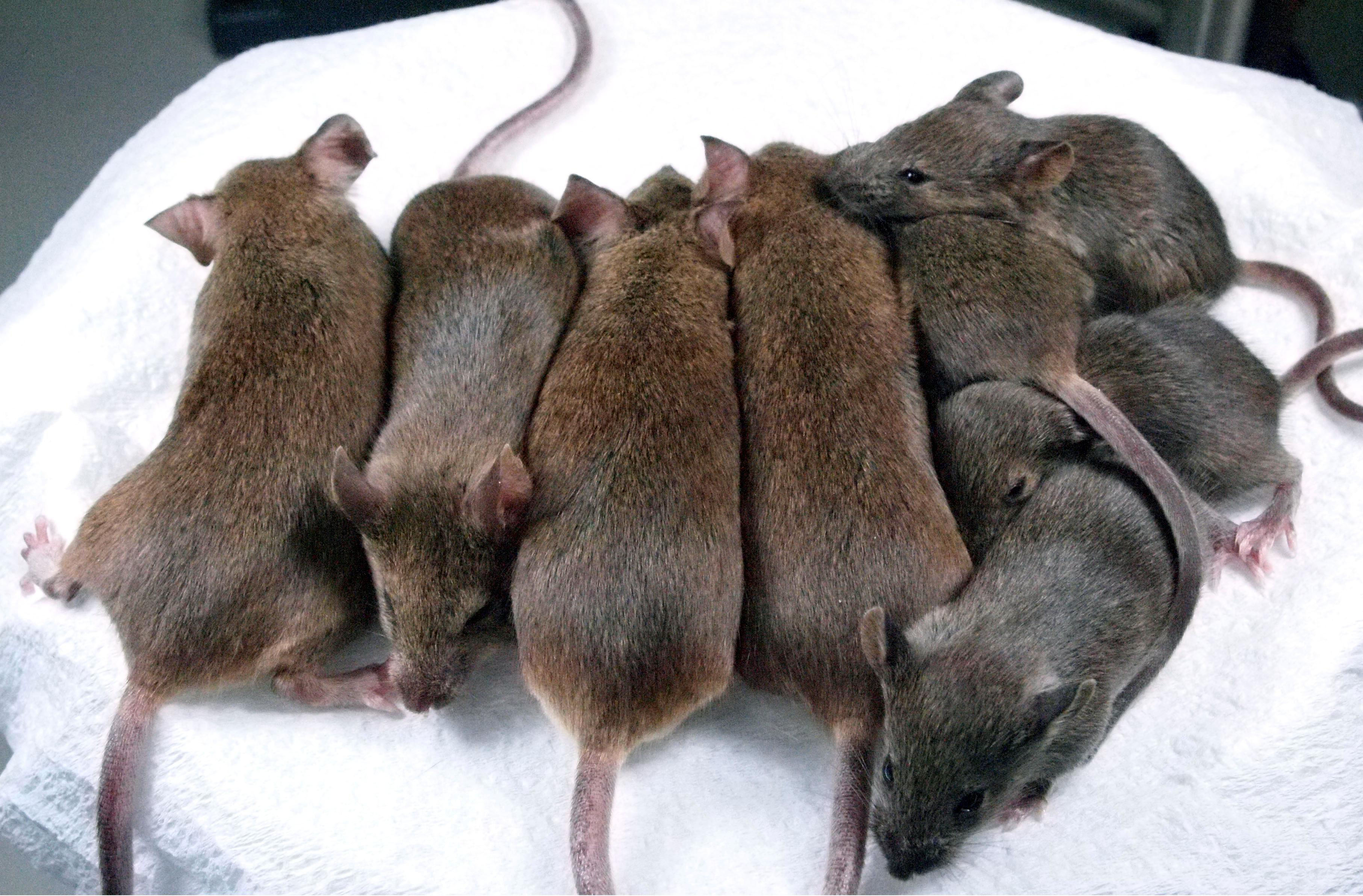 К чему снится много мышей серых маленьких. Много крыс. К чему снятся крысы.