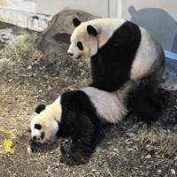 Birds and the bears: Ueno Zoo\'s giant pandas, female Shin Shin and male Ri Ri, both 7, are seen mating Monday evening. Officials at the Tokyo zoo confirmed the pair mated again Tuesday morning. | UENO ZOO/KYODO
