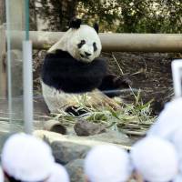 Bearing up: Shin Shin eats bamboo Friday as public viewing of the giant panda and her mate, Ri Ri, resumed at Tokyo\'s Ueno Zoo, following their brief mating period. | KYODO