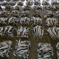 Supply and demand: Dead sharks are piled high at a processing plant in Kesennuma, Miyagi Prefecture, in this photo released to the press on Jan. 27, 2011. | BLOOMBERG