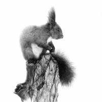 All and something: Hisashi Masuda\'s pictures of a Eurasian Red Squirrel (left) and a Ural Owl (right) infuse still-lifes with life. | MARK BRAZIL