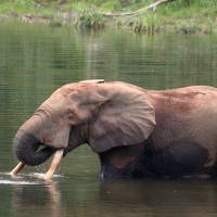 Key targets: Unfortunately for this forest elephant in the Republic of Congo, its tusks make top-class shamisen bachi (plectrums). | TOMOAKI NISHIHARA