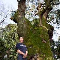 Arborist Jin Kobayashi at the city\'s Tsuhiko Shrine by a kusu (camphor tree) over 1,000 years old. | WINIFRED BIRD