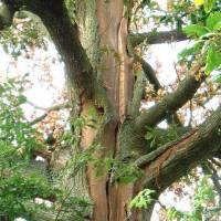 An unprotected English oak doomed after a powerful strike. | BEN FUEST / ARBORBOLT SYSTEMS