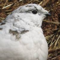 Formal dress: A Rock Ptarmigan in white winter plumage poses for a portrait. | CHRIS COOK