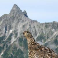 Perfect shot: With Mount Yari\'s 3,026-meter peak dominating the skyline, a female Rock Ptarmigan watches for danger from atop a boulder on 2,922-meter Mount Otensho in Nagano Prefecture as her chicks (unseen) feed close by. | CHRIS COOK
