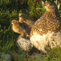 Family portrait: Two Rock Ptarmigan chicks, about a week old, perch on a stone next to their mother near Mount Yari in Nagano Prefecture. | CHRIS COOK