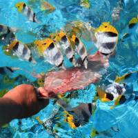 Local color: A guide feeds fish in the Aitutaki lagoon. | CHRISTOPHER JOHNSON