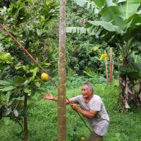 Top draws: Joseph Marsters, 84, works in his plantation on Rarotonga. | CHRISTOPHER JOHNSON