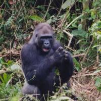 Nature watch: A gorilla sits in a Cameroonian rainforest. The father-daughter photography team of Michio and Masayo Hiraiwa will exhibit their photos of the country at Tokyo\'s Condor Gallery. | MICHIO AND MASAYO HIRAIWA