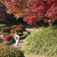 Light touch: At any time of day, \"fill flash\" can brighten the foreground without overexposing the background, as in this shot of Tokyo\'s Shinjuku Gyoen Park. | CHRISTOPHER JOHNSON PHOTOS