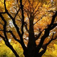 Heads-up: Even under gray skies, simply shooting upward can yield great images of branches and foliage &#8212; as seen in this view of a stunning ginkgo in central Tokyo. | KATE CROCKETT PHOTOS
