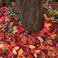 Tweaks: In low light, altering color \"tone,\" \"saturation\" and \"temperature\" settings helps bring out reds and yellows. | KATE CROCKETT PHOTOS