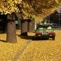 Lowdown: Under bright or milky skies, leaves shot against contrasty subjects such as this taxi in central Tokyo can work well. | KATE CROCKETT PHOTOS
