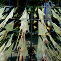 Squid drying on Nishinoshima Island. | ANGELES MARIN PHOTO