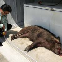 Hog wild: A municipal official measures the carcass of a wild boar that had apparently been hit by a car Thursday in Tatsuno, Hyogo Prefecture. The boar is believed to be the same one that went on a rampage in the town of Taishi earlier in the day. | KYODO