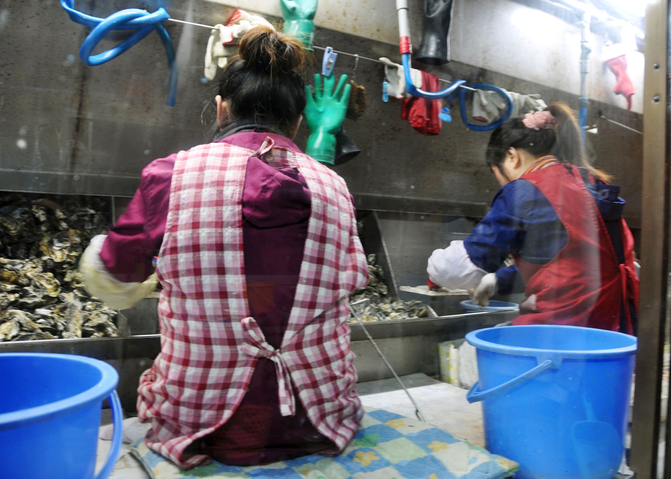 Learning valuable skills: Chinese trainees work at an oyster-processing plant in Edajima, Hiroshima Prefecture, in March. | KYODO