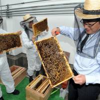 Apiary central: Kajima Corp. employees check the beehives on the Yaesu Book Center\'s roof in Tokyo on Tuesday. | YOSHIAKI MIURA