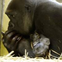 Stable: Western lowland gorilla Momoko holds the baby she gave birth to Wednesday at Tokyo\'s Ueno Zoo. Both the mother and baby are in a stable condition. | UENO ZOO/KYODO