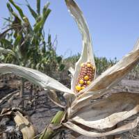 Slim pickings: A drought-damaged head of corn is seen in a field near Nickerson, Nebraska, in August. | AP