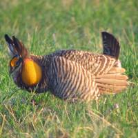 A male greater prairie chicken | WIKIPEDIA