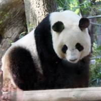 Giant panda Shin Shin of Tokyo\'s Ueno Zoo is showing signs of being pregnant. She was confirmed to have mated with Ri Ri in March. | KYODO