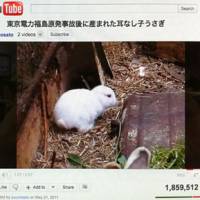 Hopping mad: Image of a YouTube video, which has gained media attention recently, showing a baby rabbit born without ears in a village just outside the Fukushima 30-km exclusion zone. | CHUKMAN SO. &#169; 2011 WURTELE RESEARCH GROUP PHOTOS
