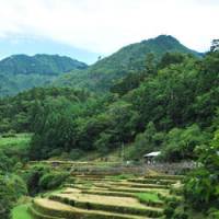 Natural assets: This idyllic rural scene in Mie Prefecture highlights Japan\'s wealth of forests, which cover more than two-thirds of the country. However, it will take new nationwide policies to sustainably utilize these timber resources. | YOSHIKO MIYAMOTO PHOTO