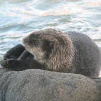 Variety incarnate: The species pictured here hint at the extreme diversity of Japan\'s mammal fauna. The Sea Otter (above) is a North Pacific species. The Tanuki is a native of East Asia. | &#169;MARK BRAZIL/IMAGES OF JAPAN