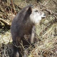 Homegrown: Unique to Japan, the Japanese Serow is found only on the three main islands south of Hokkaido. | JON MITCHELL PHOTOS