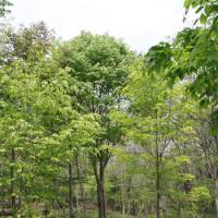 Green glory: The beech tree in our Afan woods (above center) that I transplanted as a pencil-thin sapling 28 years ago. | C.W. NICOL PHOTOS